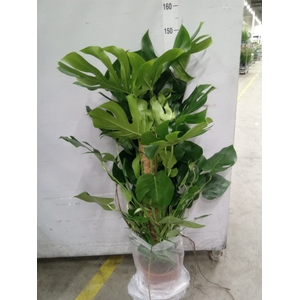 Monstera delic.