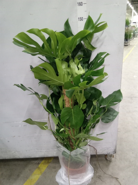 <h4>Monstera delic.</h4>
