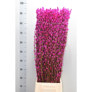 SALIX  SN FLA KLB H%