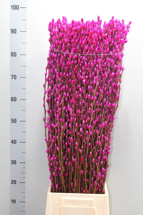 <h4>SALIX SN FLA KLB H%</h4>