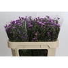 Aster Casarosa