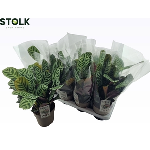 CTENANTHE BURLE-MARX