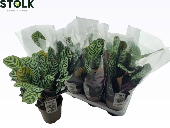 <h4>CTENANTHE BURLE-MARX</h4>