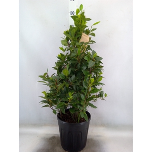 Laurus nobilis