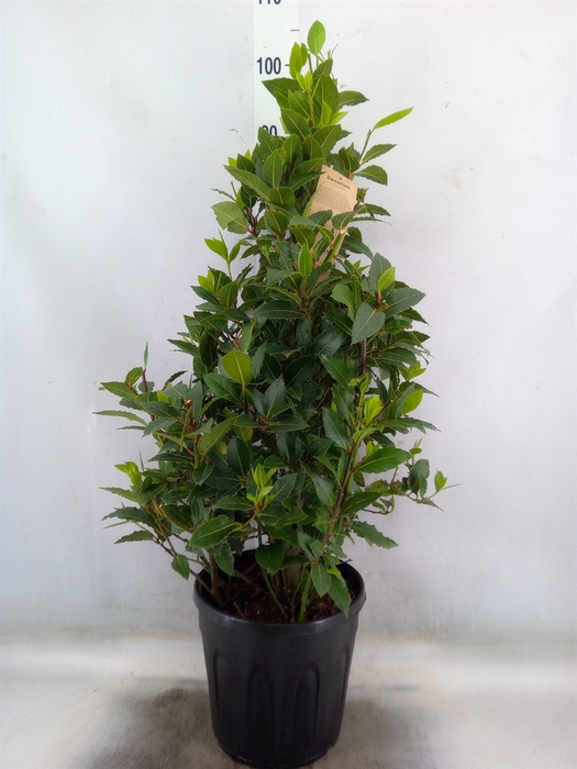 <h4>Laurus nobilis</h4>