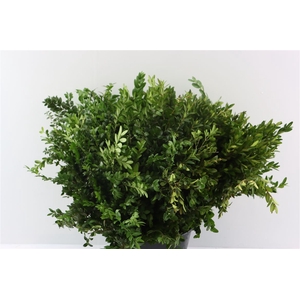 Buxus 55 Cm Per Tak
