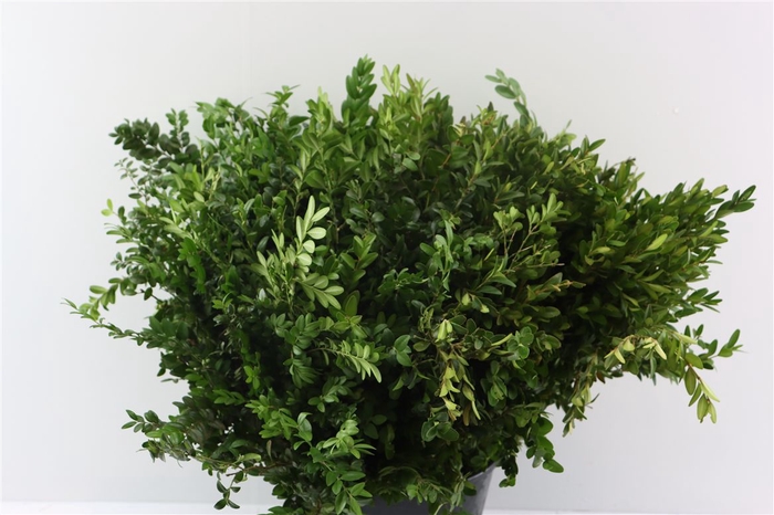 <h4>Buxus 55 Cm Per Tak</h4>