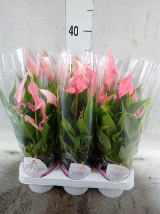 <h4>Anthurium andr. 'Lilli'</h4>