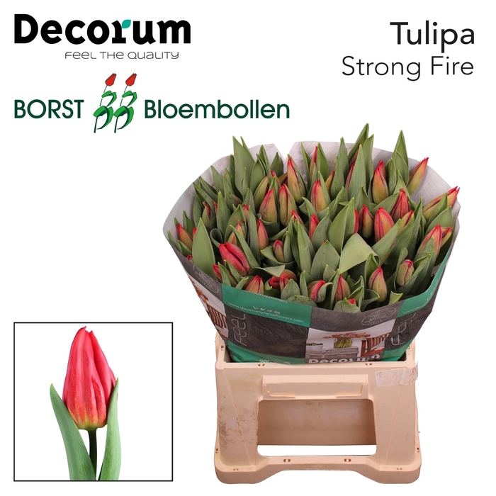 <h4>TU EN STRONG FIRE</h4>