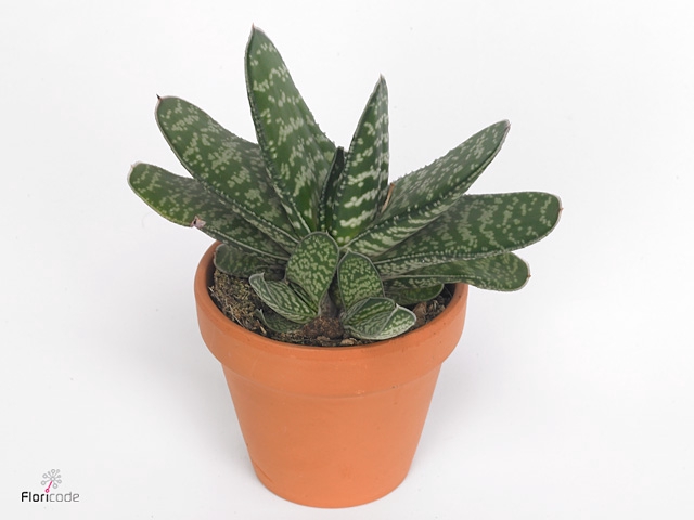 Gasteria  'Amour'