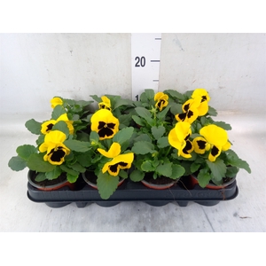 Viola wr. 'Colossus Yellow Blotch'