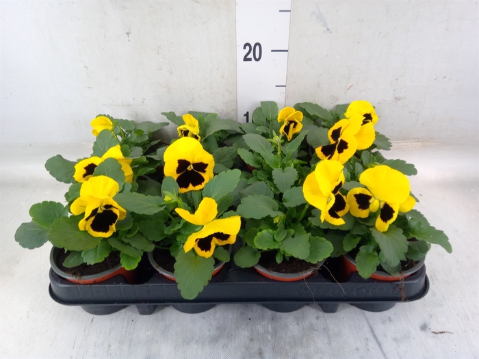 <h4>Viola wr. 'Colossus Yellow Blotch'</h4>