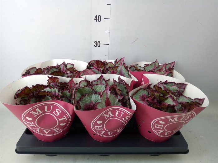 <h4>Begonia BD   ...</h4>