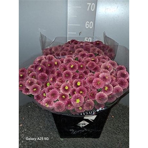 Chr San Pompon Red Rosso