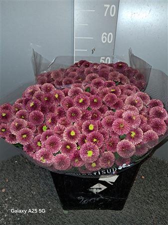 <h4>Chr San Pompon Red Rosso</h4>