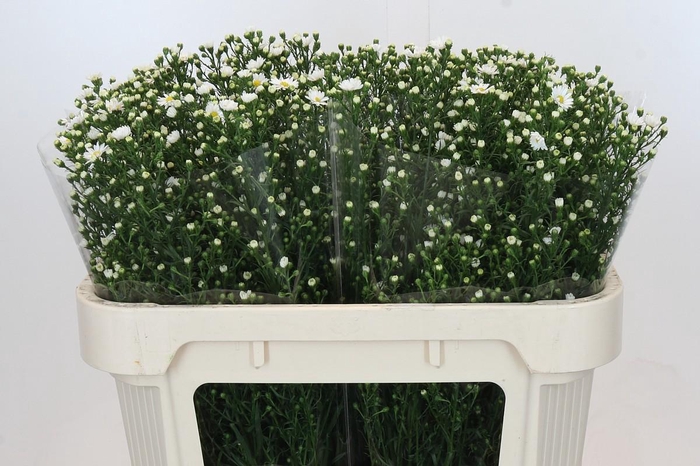 <h4>Aster Paquita</h4>