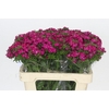 Dianthus Br Amazon Neon Cherry