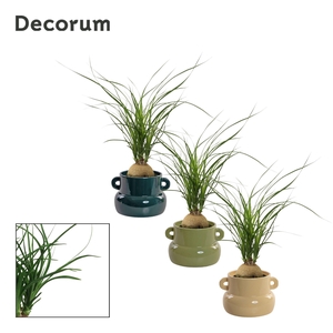 Beaucarnea bol 9 cm in Lucy (Top blend-collection)