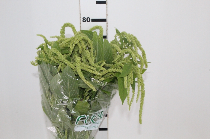 <h4>AMARANTHUS VERDE 070 CM VERDE</h4>