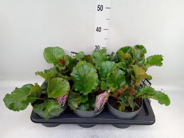 <h4>Bergenia   ...</h4>