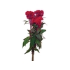CELOSIA RED CHIEF 070 CM VERMELHO