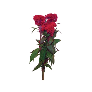 CELOSIA RED CHIEF 070 CM VERMELHO