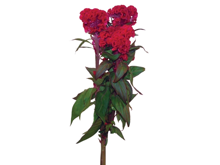 CELOSIA RED CHIEF 070 CM VERMELHO
