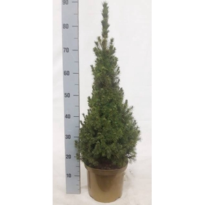 PICEA GL CONICA