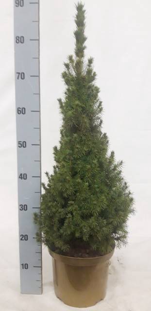 PICEA GL CONICA