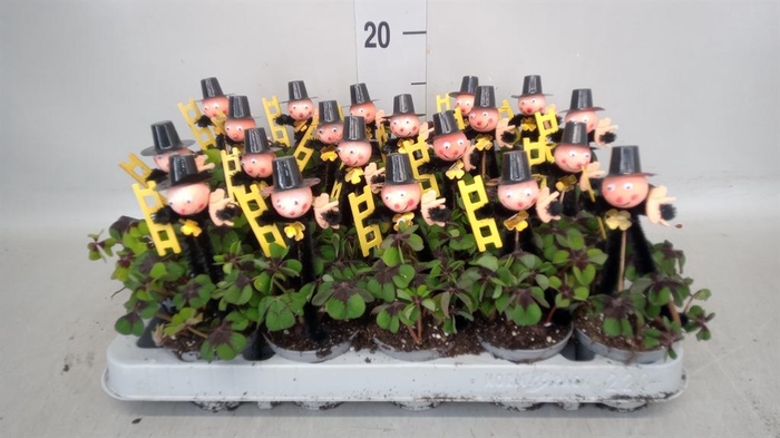 <h4>Oxalis deppei</h4>