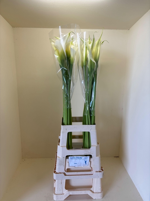 <h4>ZANT AE INNOCENCE</h4>