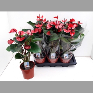 ANTHU AN ADIOS RED