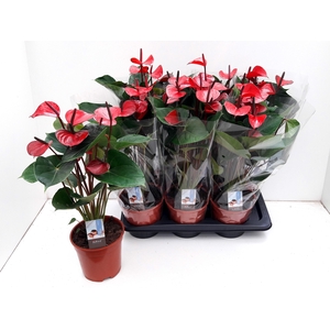 ANTHU AN ADIOS RED