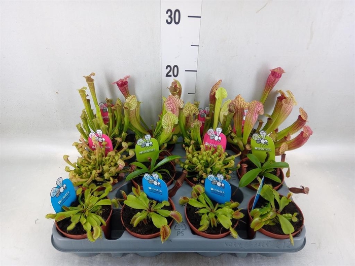 <h4>Vleesetende planten</h4>