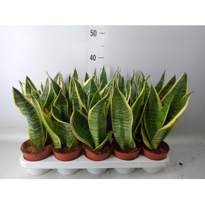 Sansevieria trifa. 'Futura Superba'