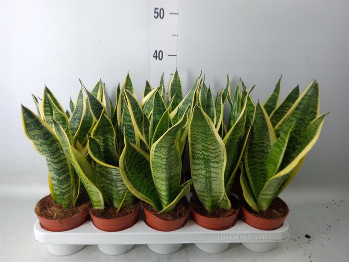 <h4>Sansevieria trifa. 'Futura Superba'</h4>