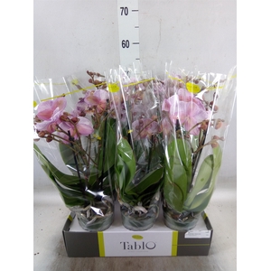 Phalaenopsis   ...rose