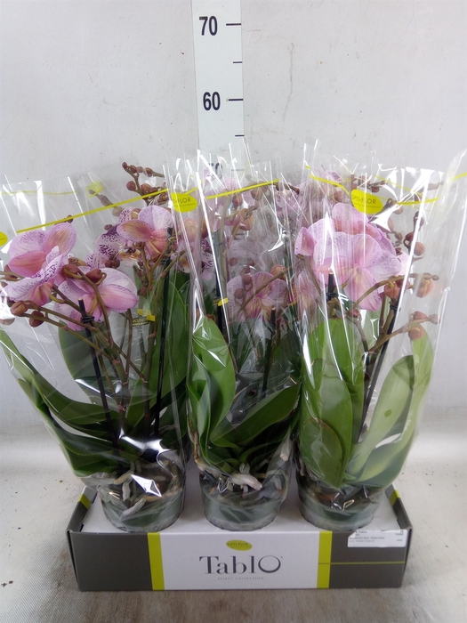 <h4>Phalaenopsis   ...rose</h4>