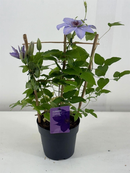 <h4>Clematis  'Boulevard'   ...</h4>
