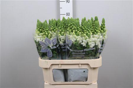 <h4>Antir Cool White</h4>