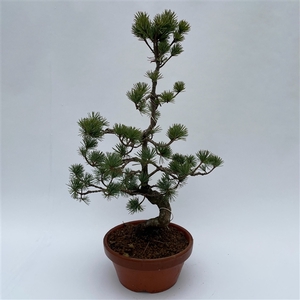 Pinus Parviflora Bonsai 'E8' 22 cm (herkomst: Japan)