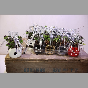 Oxalis Deppei In Keramiek