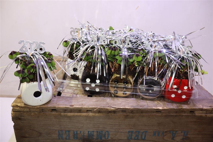 <h4>Oxalis Deppei In Keramiek</h4>