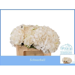 HYDR M SCHNEEBALL