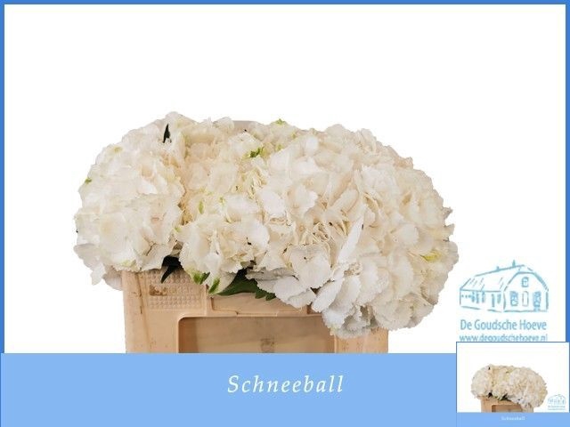 <h4>HYDR M SCHNEEBALL</h4>