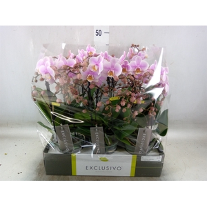 Phalaenopsis multi.   ...rose