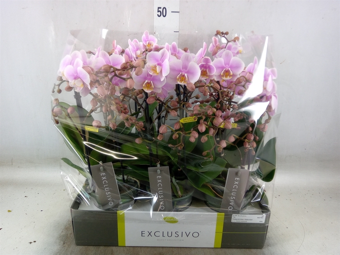 <h4>Phalaenopsis multi.   ...rose</h4>