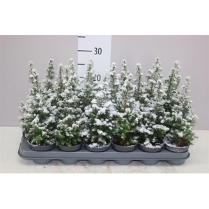 Chamaecyparis Th Top Point Snow