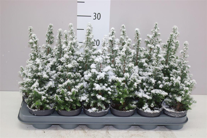 <h4>Chamaecyparis Th Top Point Snow</h4>
