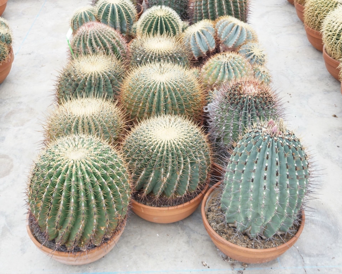 Cactus